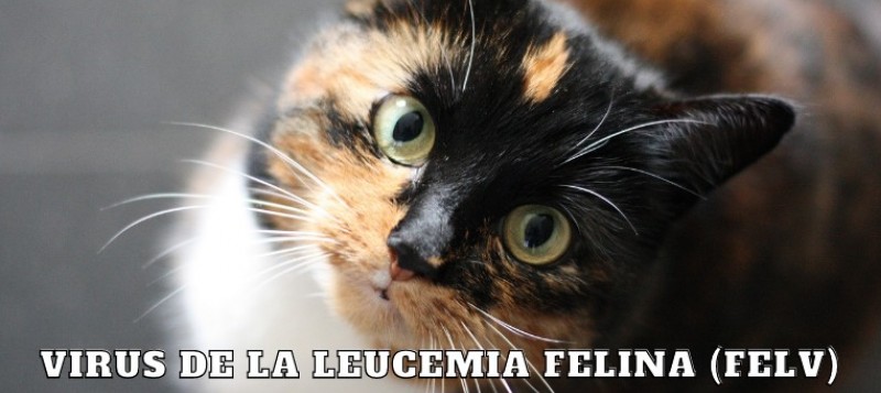 El Virus De La Leucemia Felina (FELV)
