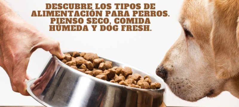 Tipos de alimentación para perros. Pienso seco, comida húmeda y Dog Fresh